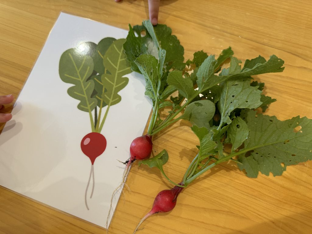 この時がきたよ！ラディッシュ収穫🌱