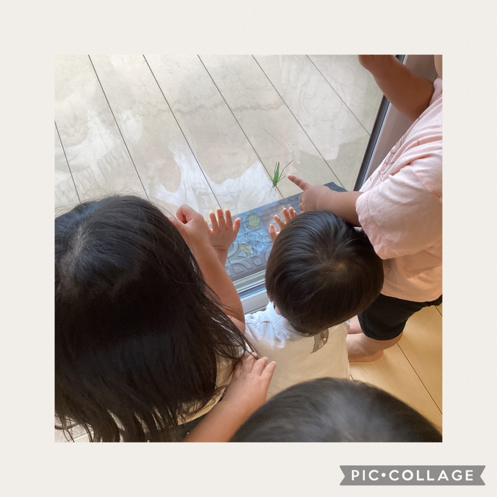 《この虫は？これで調べる》🔍✨