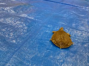 亀のかめ郎くん🐢
