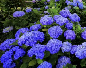 紫陽花