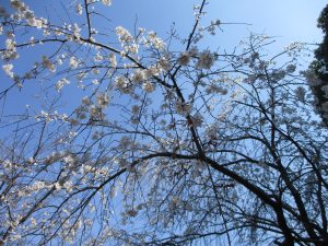 街の桜に負けないように